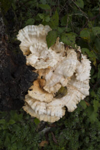 Pilz ©https://www.joerg-lehmann.photography